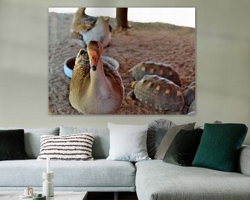 Duck in Aruba by Karel Frielink