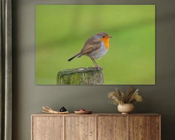 Roodborst - Vogels