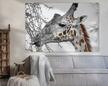 Giraffe van Jan Fritz