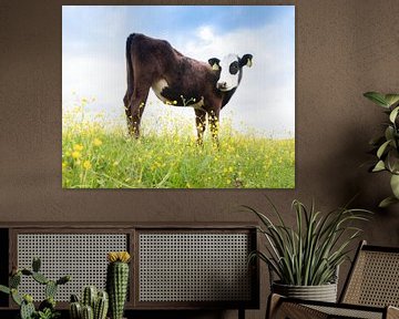 cute black calf with white face in meadow full of buttercups in spring sticks butt up and looks curiously into camera by anton havelaar