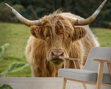 Schotse Hooglander kijkt je indringend aan van Menno Schaefer