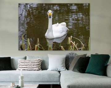 Whooper swan by Teresa Bauer