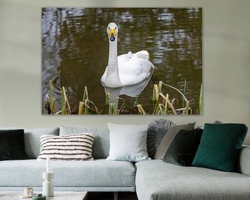 Wilde zwaan