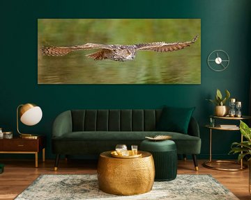 Floating Eagle Owl. by Jaap van den Berg