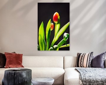 Photo de tulipes sur Sjoerd van der Hucht