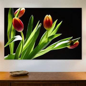 Photo of tulips