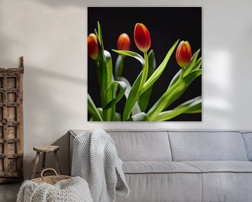 Photo de tulipes sur Sjoerd van der Hucht