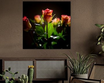 Photo de roses sur Sjoerd van der Hucht