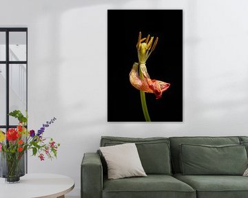 Tanzende Tulpenkönigin von SO fotografie