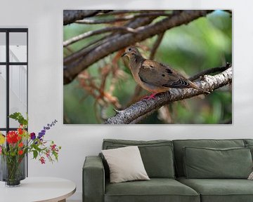 Horned weeping dove in Curaçao by Karel Frielink