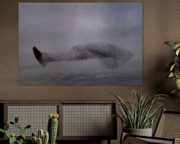 Starling murmuration during sunset at the end of the day by Sjoerd van der Wal Photography