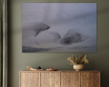 Starling murmuration during sunset at the end of the day by Sjoerd van der Wal Photography