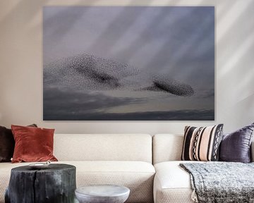 Starling murmuration during sunset at the end of the day by Sjoerd van der Wal Photography