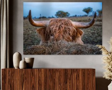 Scottish Highland cattle by Andre Michaelis