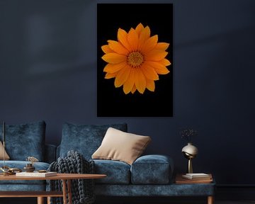 Portrait floral du Gerbera sur Foto Studio Labie