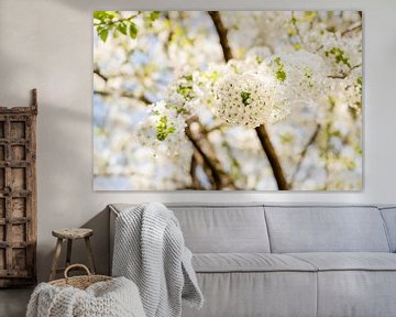 White cherry blossoms by Catrin Grabowski