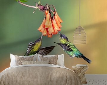 Kolibri Talamanca in Costa Rica