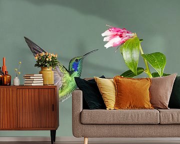 Kolibri Kleiner Violetear in Costa Rica