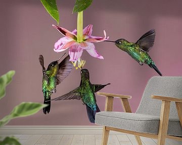 Kolibri Talamanca in Costa Rica