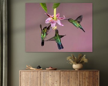 Kolibrie Talamanca in Costa Rica van Rob Kempers