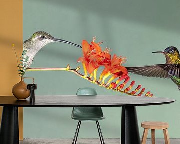 Kolibri Talamanca in Costa Rica