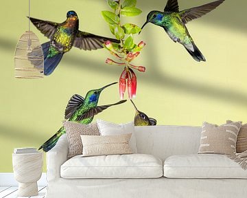 Kolibri Kleiner Violetear in Costa Rica