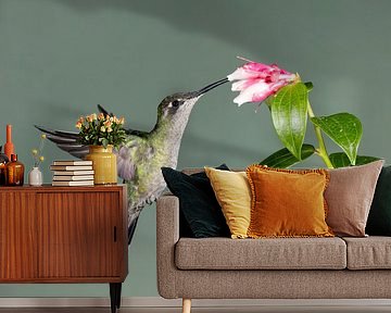 Kolibri Valcano in Costa Rica