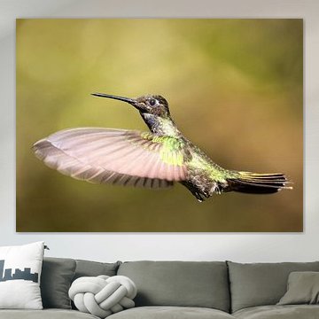 Kolibri Talamanca in Costa Rica