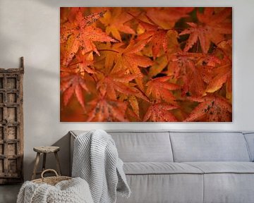 Herbstfarben des Japanischen Ahornbaumes von Oliver Lahrem