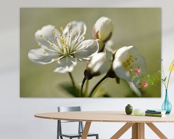 The blossom of a sour cherry by Oliver Lahrem