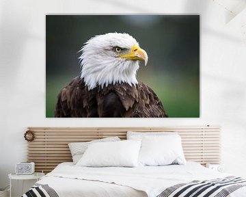 Amerikaanse zeearend