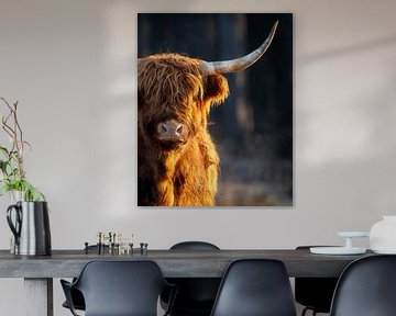 Vache des Highlands sur John Goossens Photography