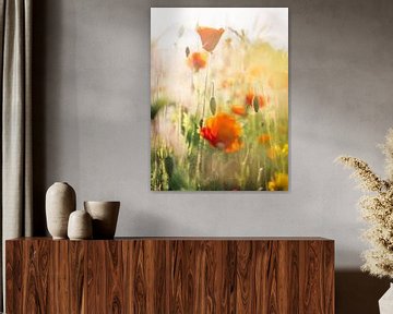 Poppies in morning light by Bart-Jan Verhoef Photography