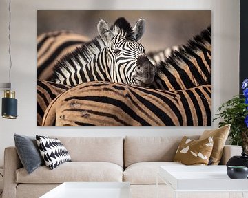 Portrait of a Plains zebra in a herd by Chris Stenger