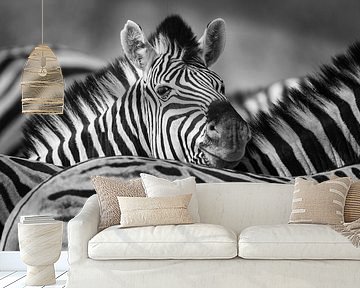 Zwart-wit portret van een Steppezebra in een kudde van Chris Stenger