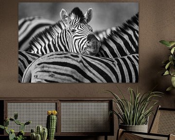 Black-and-white portrait of a Plains zebra in a herd by Chris Stenger