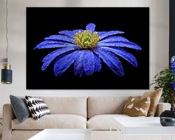 Blauwe anemoon (kunst) van Art by Jeronimo