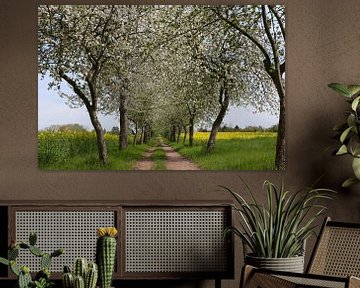 Piste cyclable bordée de pommiers en fleurs sur Karina Baumgart