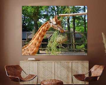 Giraffe frisst von Jose Lok