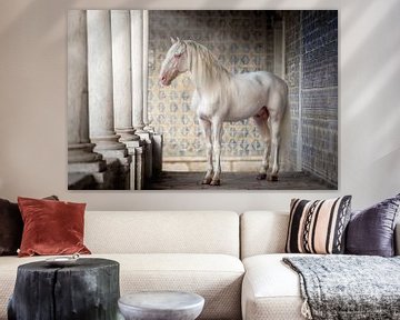 Etalon blanc portugais dans la galerie de colonnes | Photographie de cheval sur Laura Dijkslag