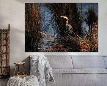 Purperreiger in het avondlicht van Frederic Bauer