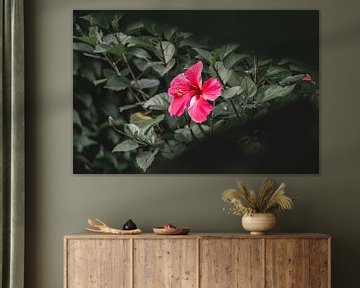 Fluistering van Flora - Levendig Hibiscusportret - Roze van Femke Ketelaar