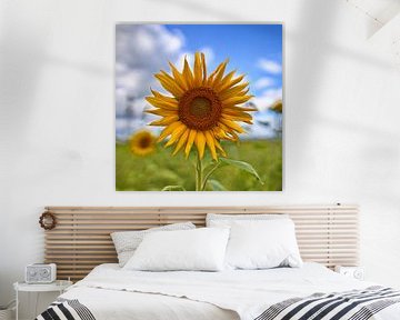 Sonnenblume von Christian Harms