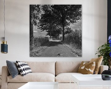Avenue in black and white