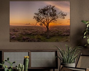 Zonsondergang in het Dwingelderveld