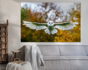 Barn owl -Tyto alba - in flight by Rob Smit