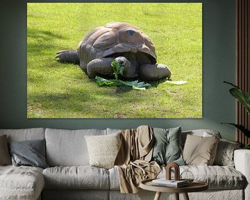 Giant tortoise the Aldabra by Jose Lok