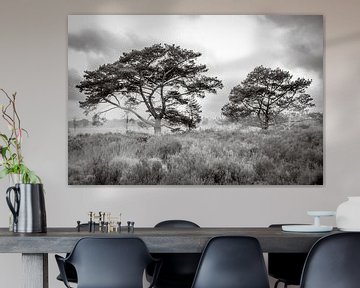 Trees in morning mist on the Kalmthoutse Heide by Bruno Hermans