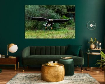 American bald eagle -Haliaeetus leucocephalus- just before landing