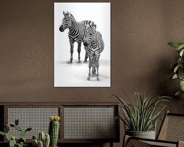 Zebra met  jong, zwart-wit (Dierenpark Emmen)